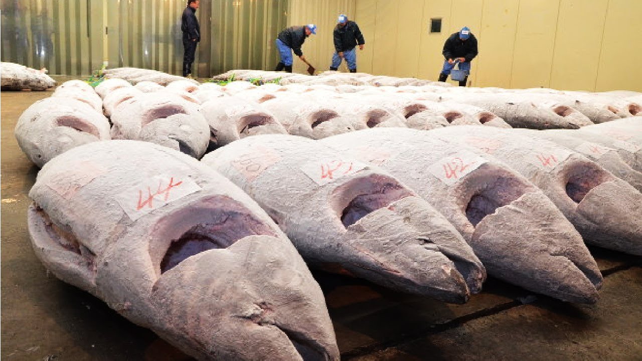 "Canned tuna, a $40 billion industry, faces existential threats."